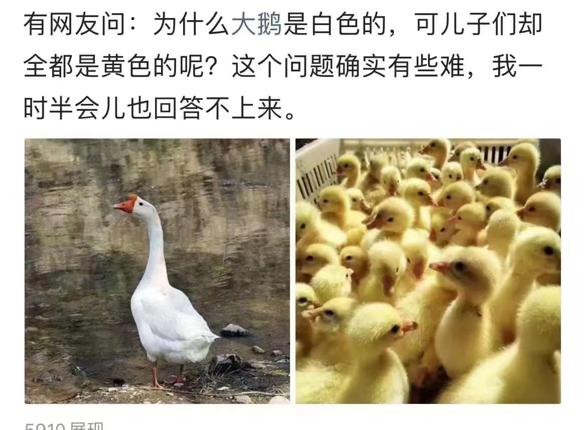 大鹅是白色的